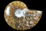 Polished, Agatized Ammonite (Cleoniceras) - Madagascar #88106-1